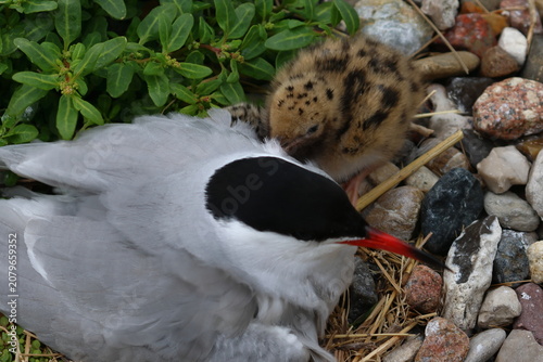 Принти на полотні common tern