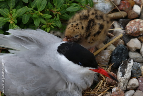 Cuadro en lienzo common tern