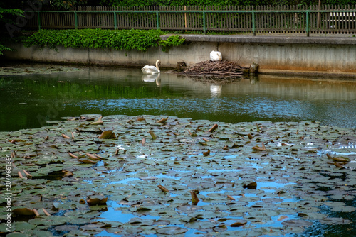 Swans in Slovenia