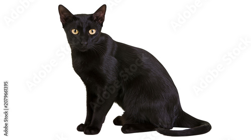 Tablou pe pânză Sleek black cat with bright yellow eyes sitting attentively, isolated on transpa