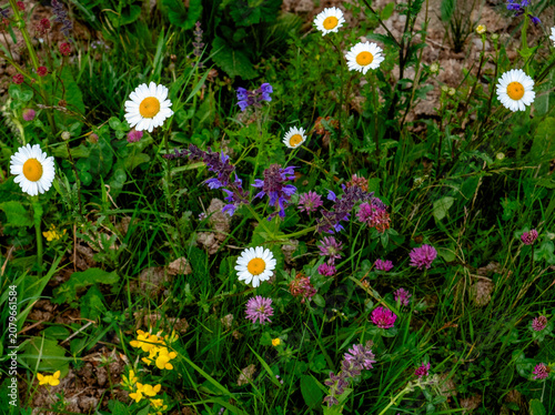Wildflowers in Slovenia