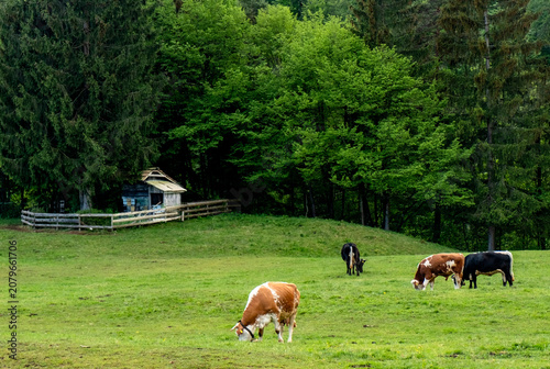Cows in Slovenia Field