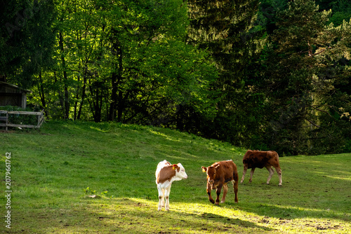 Cows in Slovenia Field