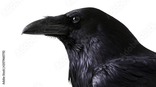 Bilde på lerret Detailed black raven head profile, isolated on transparent background