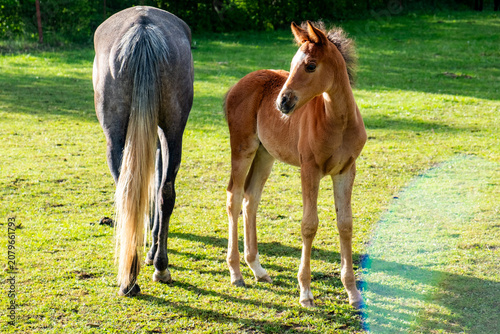 Horses in Slovenia