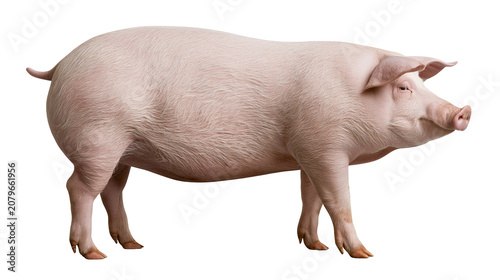 Obraz na płótnie Pink pig standing profile view, isolated on transparent background