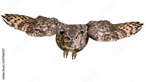 Konstfotografi Great Horned Owl with wings spread wide, isolated on transparent background