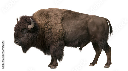 Tableau sur toile Majestic brown bison with thick fur horns and beard, isolated on transparent bac