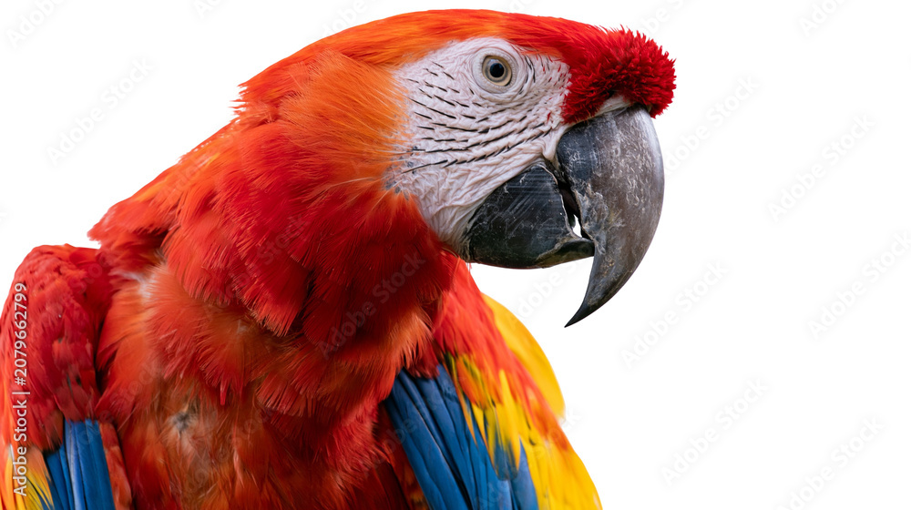 Obraz premium Scarlet macaw parrot with vibrant red yellow and blue feathers, isolated on transparent background