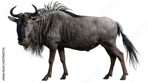 Photography Gray wildebeest with curved horns and shaggy mane, isolated on transparent backg