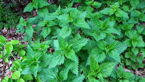Photos Urtica dioica or stinging nettle, growing in the garden.