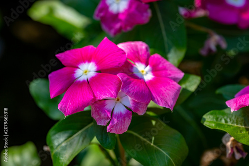 Catharanthus roseus, commonly known as bright eyes, Cape periwinkle, graveyard plant, Madagascar periwinkle, old maid, pink periwinkle, rose periwinkle, is a perennial species of flowering plant in th
