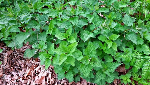 Obraz na plátně Urtica dioica or stinging nettle, growing in the garden.