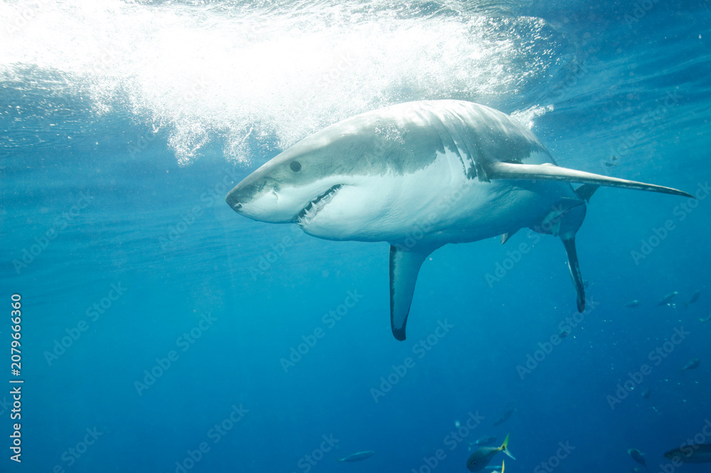 Fototapeta premium Great White Shark in the Pacific Ocean