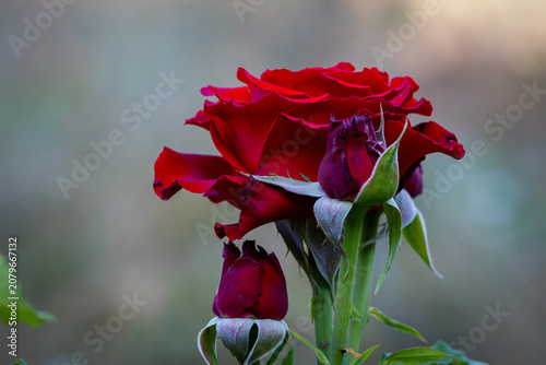 Elegant Deep Red Rose with Two Rosebuds and Soft Bokeh Background, Floral Close Up