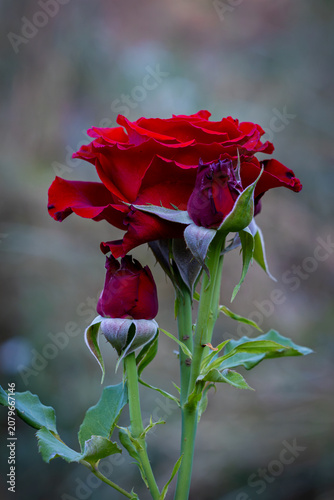 Deep Red Rose in Full Bloom with Two Rosebuds on Stem, Romantic Garden Flower Close Up
