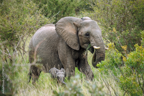 African bush elephant female with calf in Greater Kruger National park, South Africa ; Specie Loxodonta africana family of Elephantidae