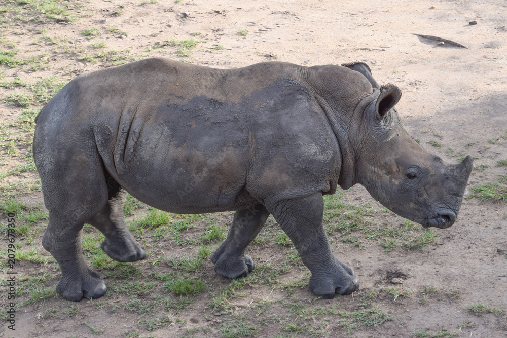 Obraz premium A white rhino calf in a nature reserve in Africa