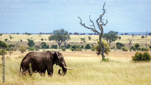 Картината върху платно Majestic African bush elephant tusker walking in dry savannah in Greater Kruger
