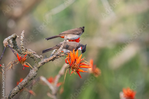 Foto The red-vented bulbul (Pycnonotus cafer) perched on vibrant Palash (Flame of the Forest, Butea monosperma) flowers while feeding on nectar in its natural habitat