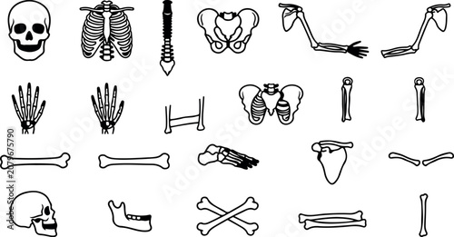 Anatomical skeleton illustrations for educational and design purposes