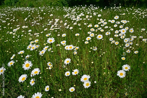 meadow with daisies
