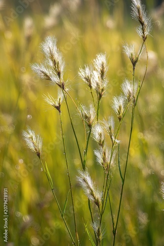Macro photograph of Conyza canadensis in a grassy field at dawn