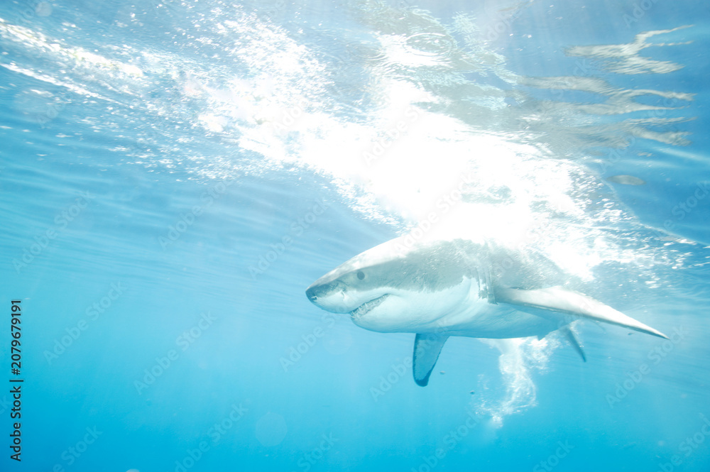 Fototapeta premium Great White Shark in the Pacific Ocean