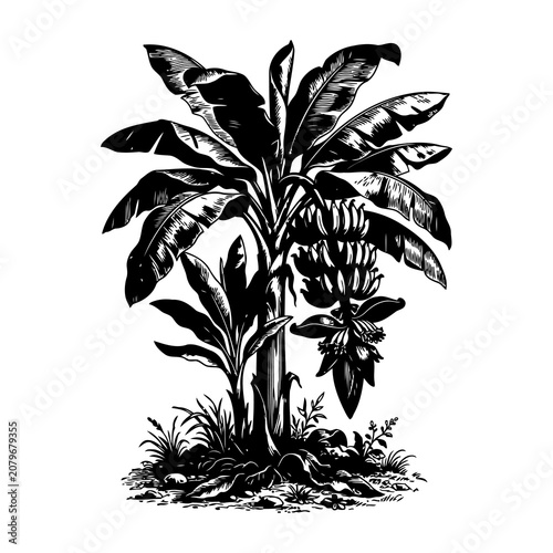 Vintage Banana Tree Vector Illustration with Large Tropical Leaves, Hanging Bunch of Bananas, and Blossom Flower in Black and White Retro Woodcut Linocut Engraving Style