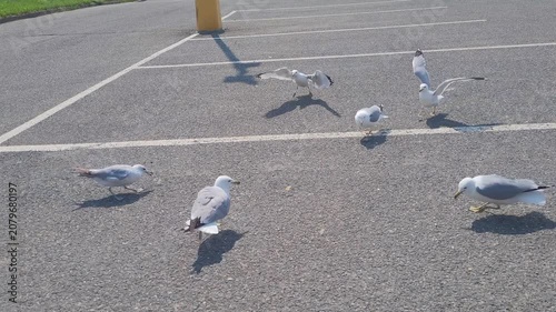 A flock of gulls gathers to feed on scattered food across a sunlit asphalt parking lot, casting sharp shadows over painted white parking lines.