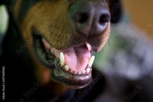 dog teeth and tongue black doberman, 