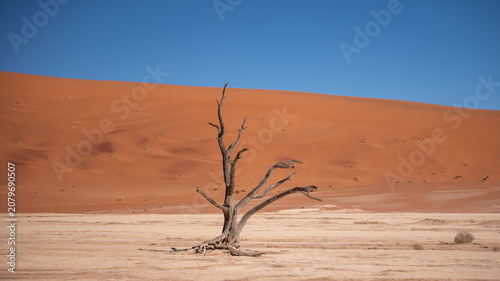 Photos Arbres pétrifiés de Deadvlei en Namibie avec paysage désertique emblématique, dé