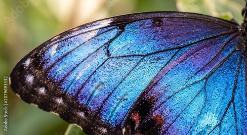 Close-up of blue butterfly wing with iridescent colors in nature  