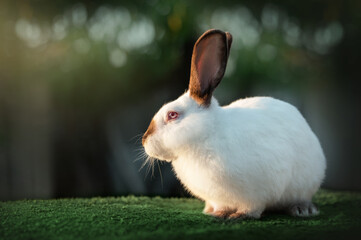 Portrait of a fluffy white Californian rabbit, photos of farm animals.