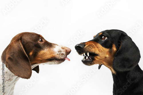 two dachshund dogs of different colors look at each other with different facial expressions - piebald licks, black and tan growls. Portraits of pets on a white background