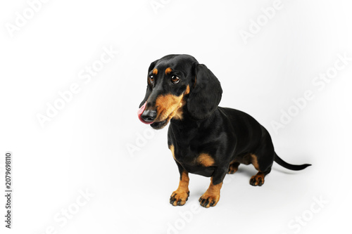 black and tan dachshund dog showing tongue, funny pet portraits on isolated white background in studio