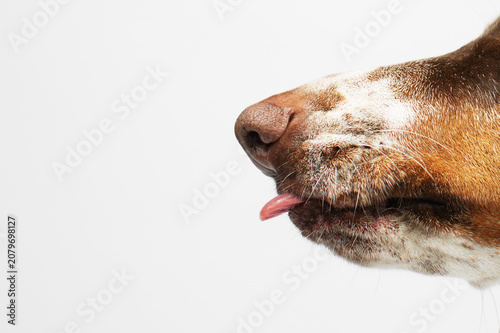 Dachshund piebald dog showing its tongue, pet portrait on a white background in the studio