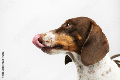 Dachshund piebald dog showing its tongue, pet portrait on a white background in the studio