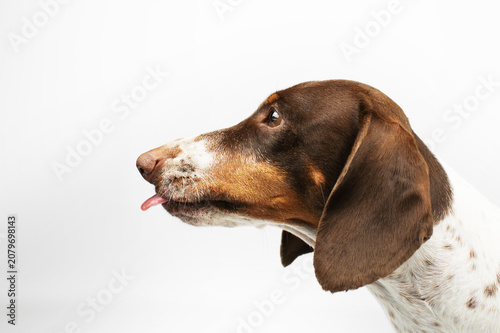 Dachshund piebald dog showing its tongue, pet portrait on a white background in the studio