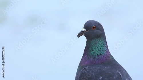 Feral pigeon standing an walking on a city location