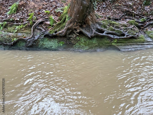 Muddy brown river water flowing by tree roots