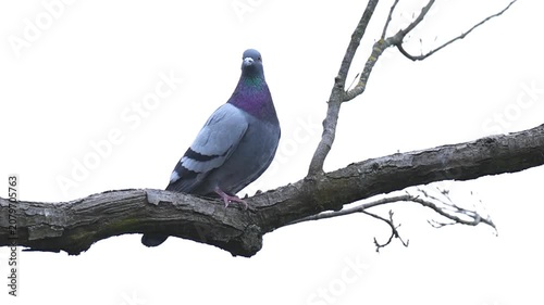 Feral pigeon standing an walking on a city location