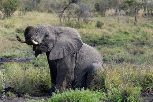 Fotografie African Elephant Sitting in Muddy Field, Sabi Sands