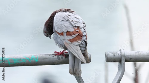 Feral pigeon standing an walking on a city location