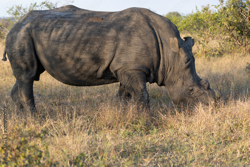 Fototapeta premium White Rhinoceros Grazing in Savanna, Sabi Sands