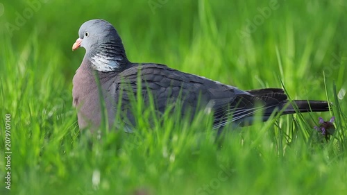 Feral pigeon standing an walking on a city location