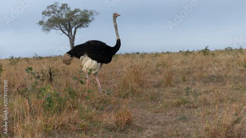 Canvas Print Male Common Ostrich Walking in Sabi Sands Savannah