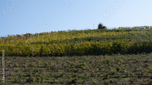 Fotografie landscapes of the Langhe in Piedmont with vineyards during summer before autumn