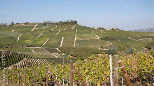 Bild auf Leinwand landscapes of the Langhe in Piedmont with vineyards during summer before autumn