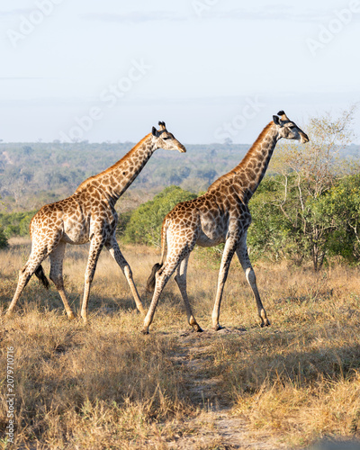 Canvastavla Two Giraffes Walking in Unison at Sabi Sands